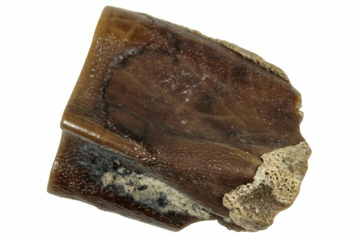 Fossil Hadrosaur (Edmontosaurus) Shed Tooth - Montana #319739